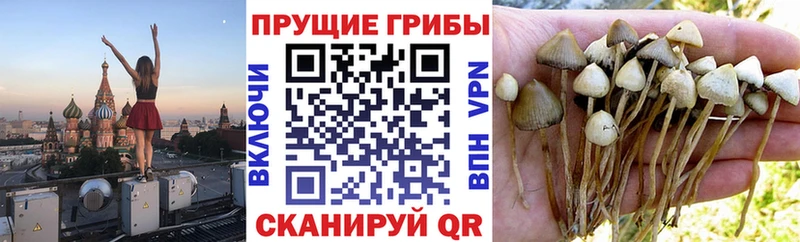 Купить закладки  Бронницы  Псилоцибиновые грибы мицелий 